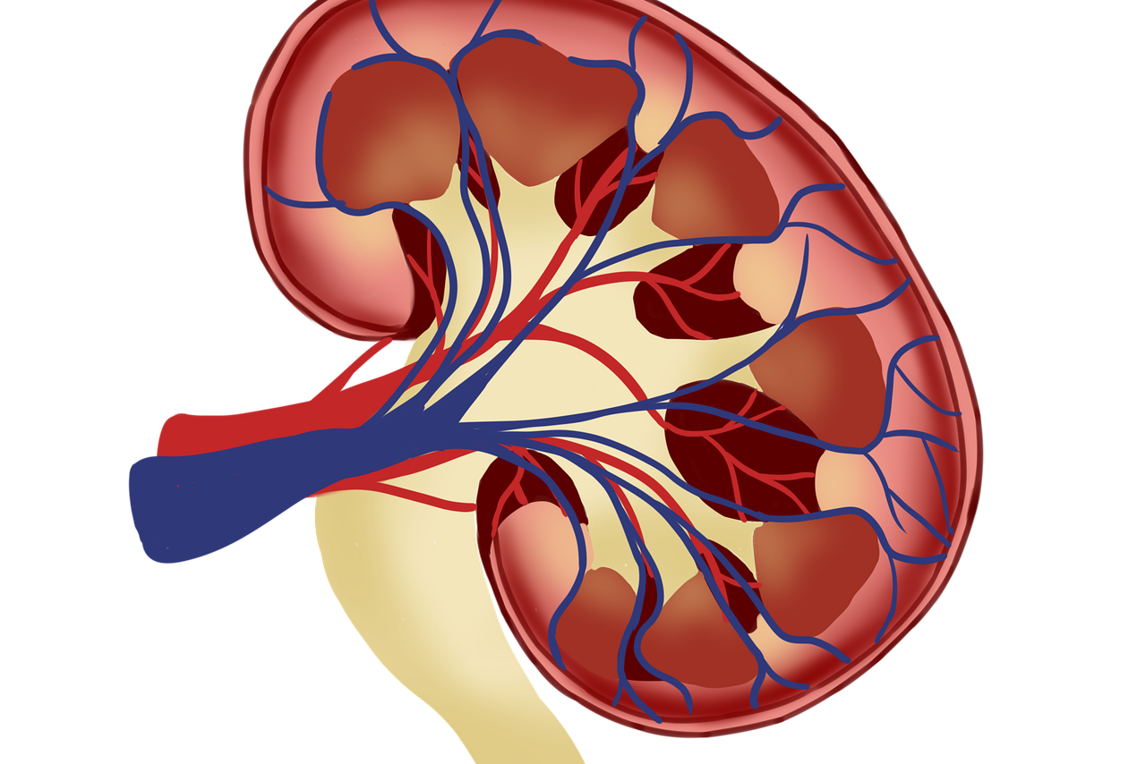 charla sobre el aparato urinario