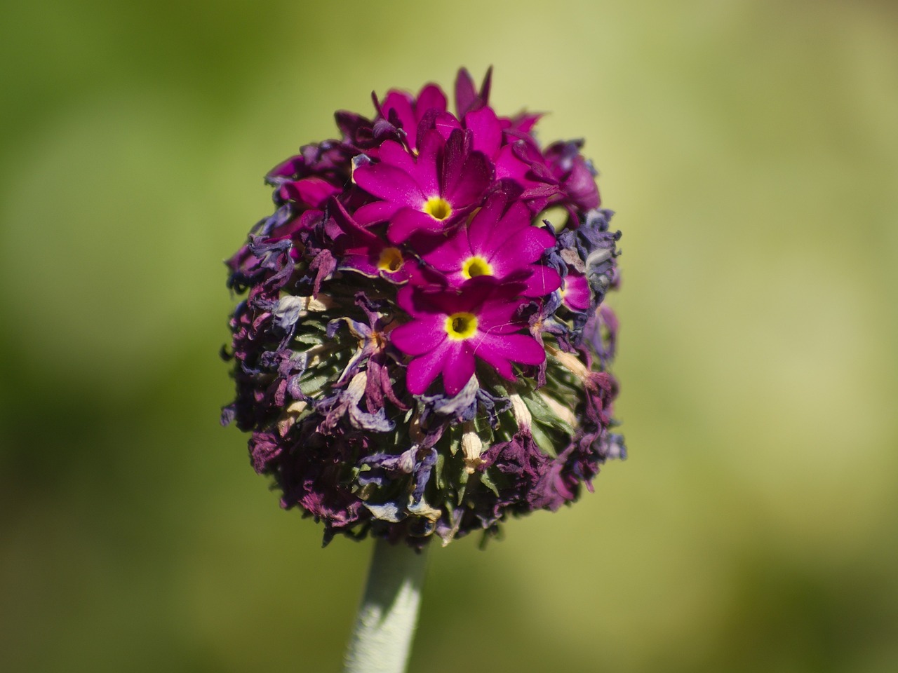 Flor de la moringa oleífera